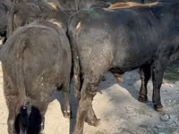 Bull, Swiss cattle — photo 4