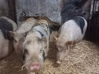 母猪, Pigs — 照片 8