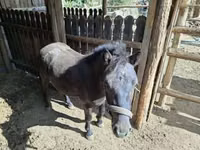 Aygʻir, Otlar — 1-rasm