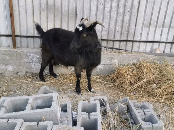 Capră, Czech Brown Shorthaired goats