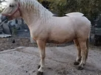 公马, Horses — 照片 1