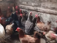 Chickens — foto 1