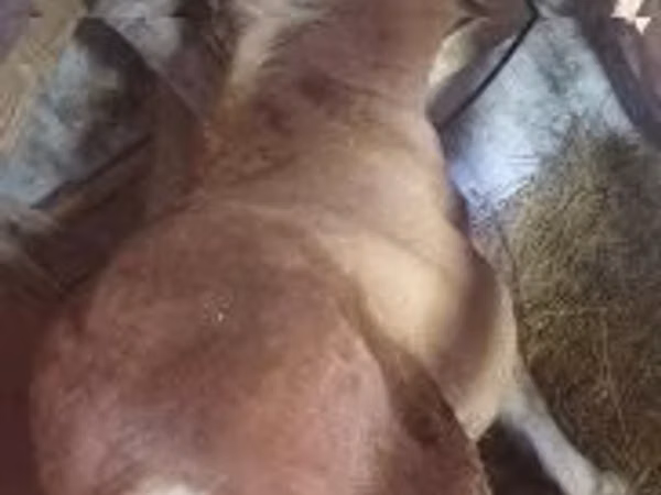 母马, Haflinger