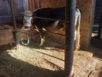 بقرة, Russian Black pied cattle — الصورة 5