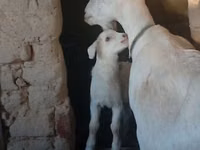 Dişi keçi, Saanen goat — foto 3