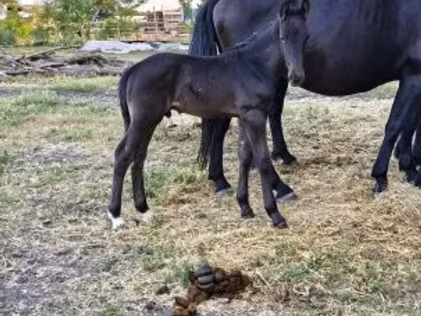 母马, Nonius horse