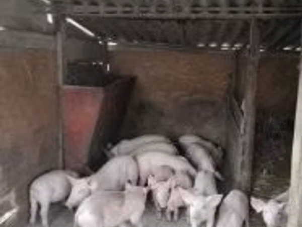 Schweine (Partie, Geschlecht nicht angegeben), Schweine