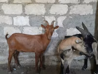Keçi, Nubian Goat — foto 4