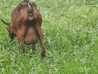 Capră, Irish goat — foto 7