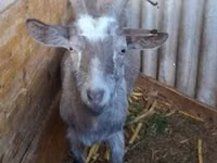 Goat, Goats — photo 2