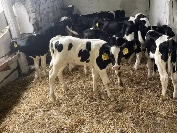 ثور, Russian Black pied cattle