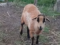 母羊, Cameroon sheep — 照片 3