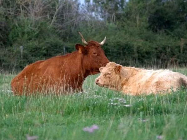 Vacă, Salers cattle