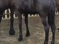 Jument, Friesian — photo 2