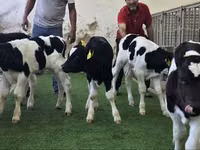 मवेशी (लॉट, लिंग निर्दिष्ट नहीं), Russian Black pied cattle — फ़ोटो 1