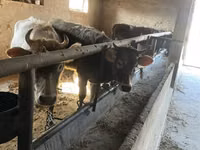 Vaca, Russian Black pied cattle — foto 6