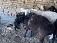 Ziegenbock, Ziegen — Foto 5