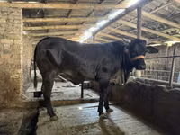 गाय, ब्राह्मण — फ़ोटो 2