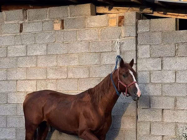 Aygʻir, Friesian sport horse