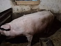 Scroafă — foto 1