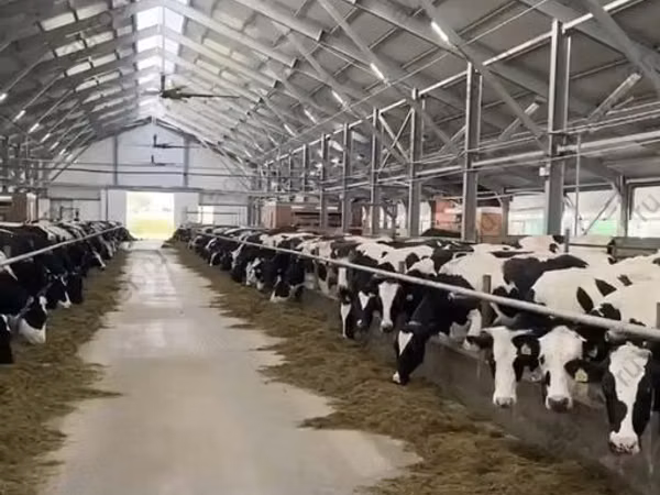 بقرة, Russian Black pied cattle