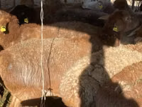 भेड़, भेड़ — फ़ोटो 2