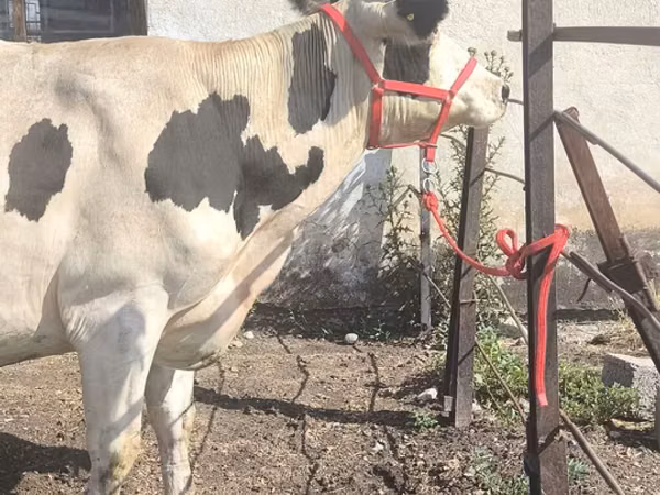 بقرة, Russian Black pied cattle
