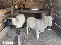 Widder, Merino sheep — Foto 1
