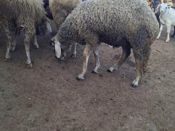 Berbec, Baerchuke sheep
