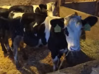 ثور, Simmental cattle — الصورة 2