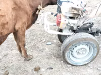 Cow, Cattle — photo 5