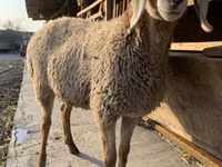 母羊, Arashan sheep — 照片 6