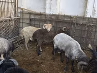 Cabras (lote, sexo no especificado), Cabras — foto 7