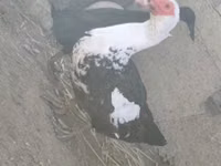 Ducks — photo 3