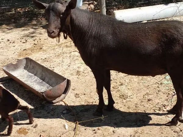 Țap, Murcia-Granada goats