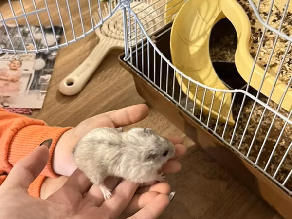 2 eded hamster qefesi ve apilkasi ile birlikde verirem qefes baha
