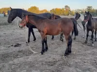 Aygʻir, Friesian — 5-rasm