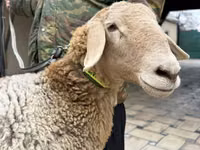 Oaie, Arashan sheep — foto 4