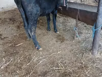 Cow, Cattle — photo 3