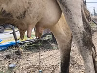 Vacă, Rasa Holstein — foto 1