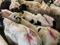 Bou, Bovine — foto 2