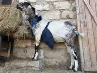 बकरा, Nubian Goat — फ़ोटो 4