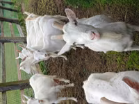 Cabra, Cabras — foto 2