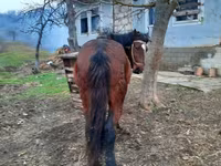 Yegua, Caballos — foto 3