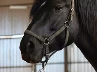 Madyan, American shetland pony — foto 3