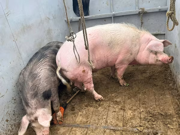 Säue, Schweine