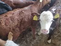 Bou, Vaca Limousine — foto 2