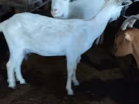 عنزة, Saanen goat — الصورة 1