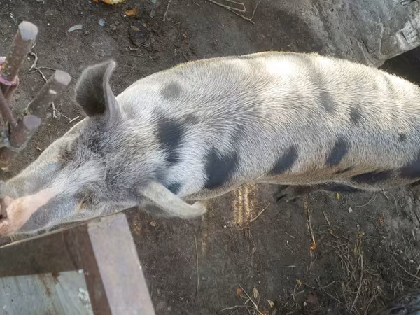Boar, Pigs — Moldova