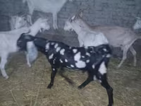 Boucs, Beetal goats — photo 6